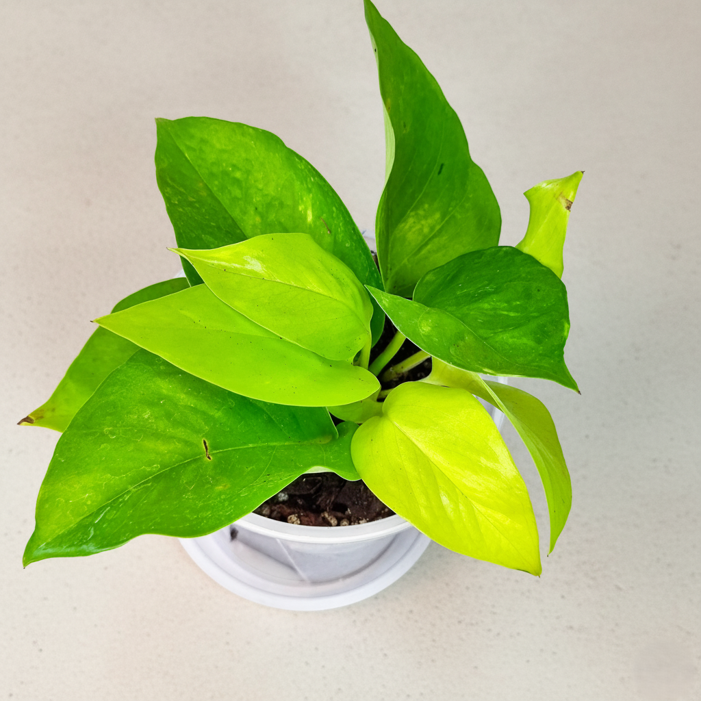 pothos neon cuidados Pothos Neón – Samán