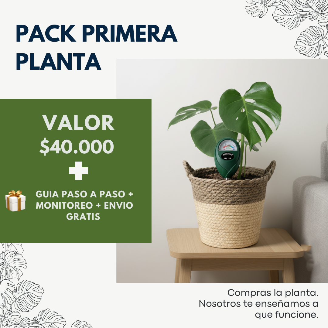 Pack Primera Planta: Monstera + Macetero Deco + Medidor de Humedad + REGALO: Guía Paso a Paso + Monitoreo Guiado Inicial + Envío Gratis en Santiago