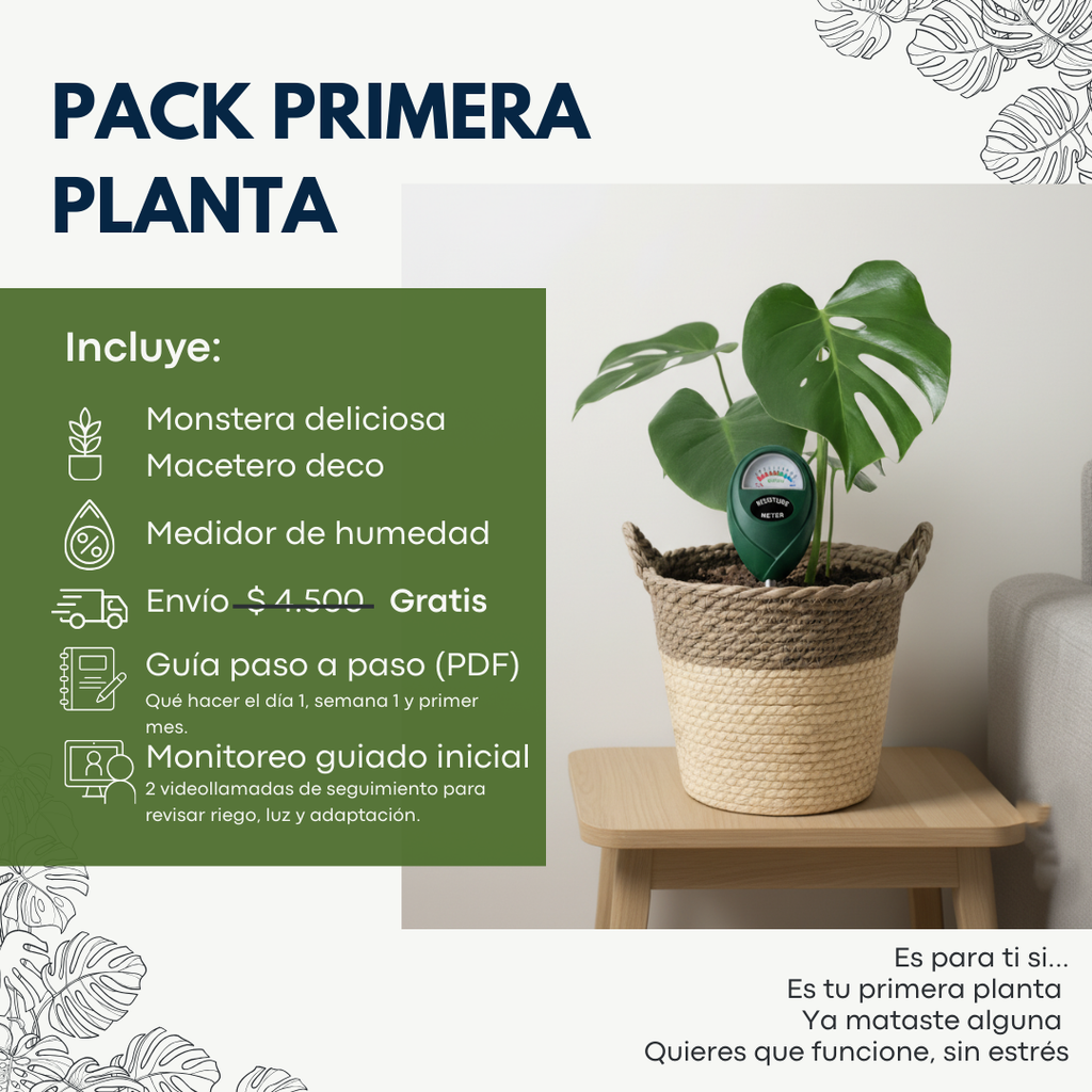 Pack Primera Planta: Monstera + Macetero Deco + Medidor de Humedad + REGALO: Guía Paso a Paso + Monitoreo Guiado Inicial + Envío Gratis en Santiago