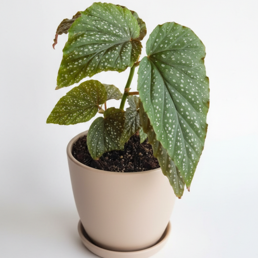 Begonia Alita de Ángel | Planta de interior elegante y decorativa