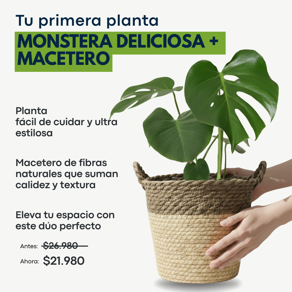 Pack Primera Planta: Monstera + Macetero Deco + Medidor de Humedad + REGALO: Guía Paso a Paso + Monitoreo Guiado Inicial + Envío Gratis en Santiago