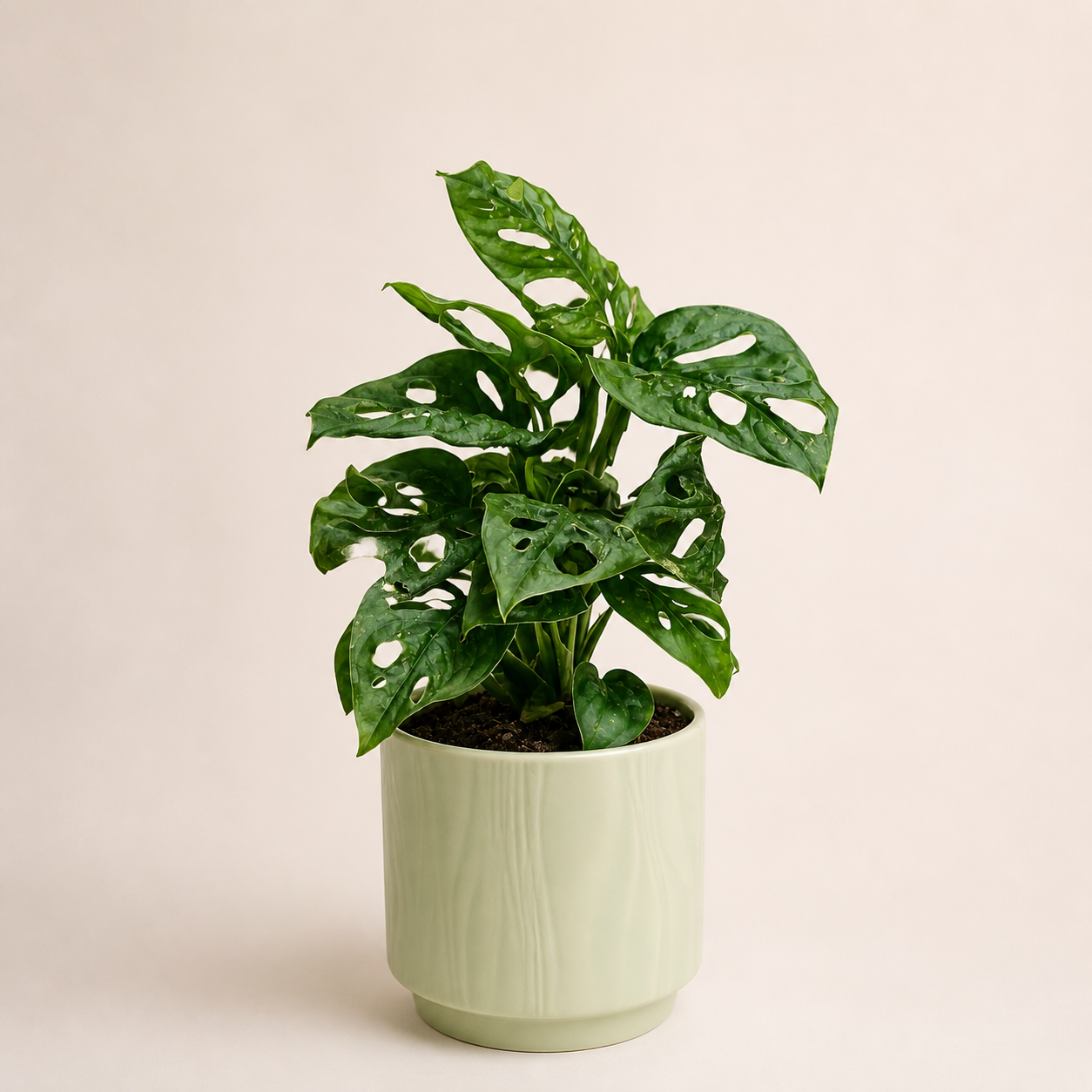 Regalo Día de la Madre - Monstera Adansonii Narrow + Macetero Deco + Despacho RM