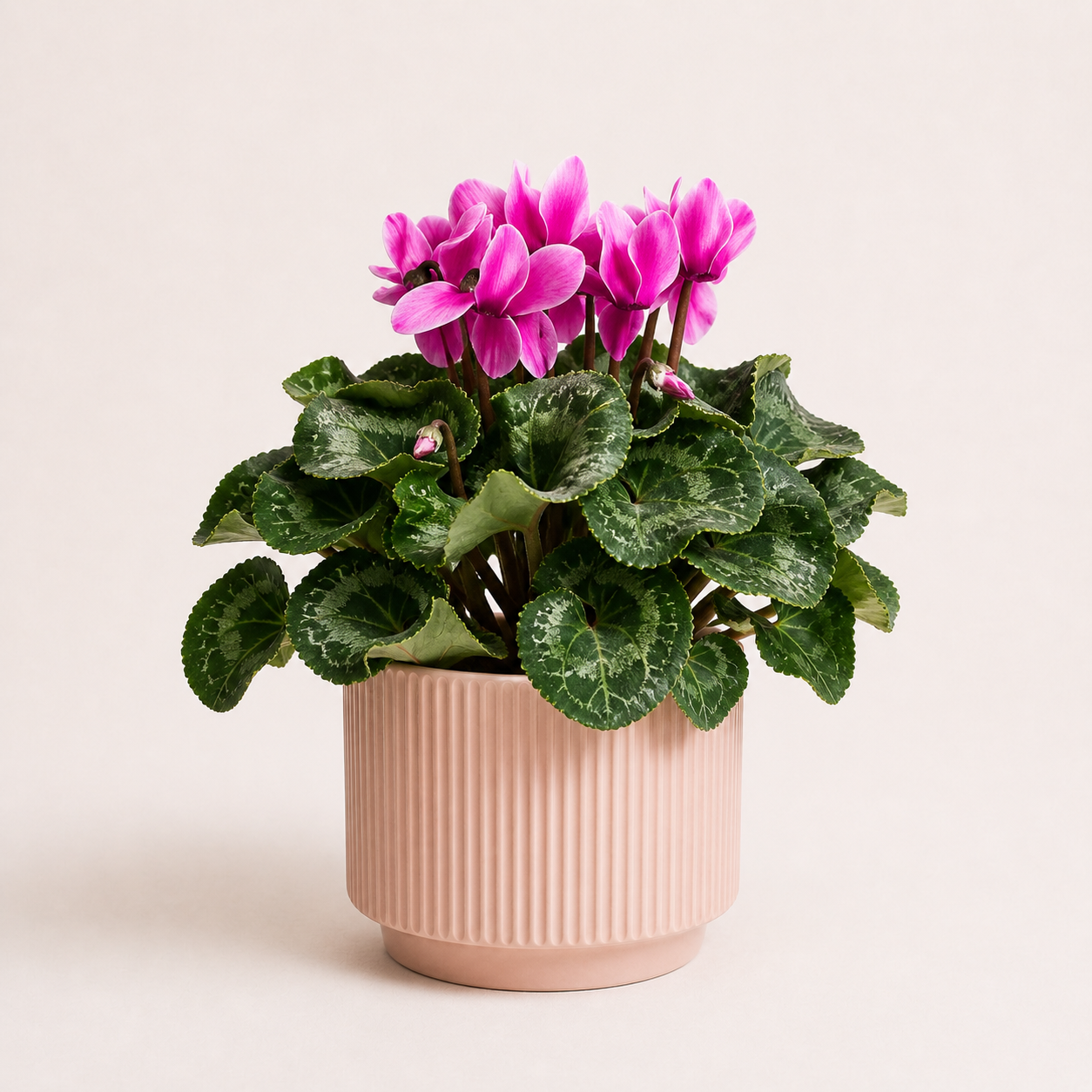 Regalo Día de la Madre - Violeta de Persia + Macetero Deco + Despacho RM