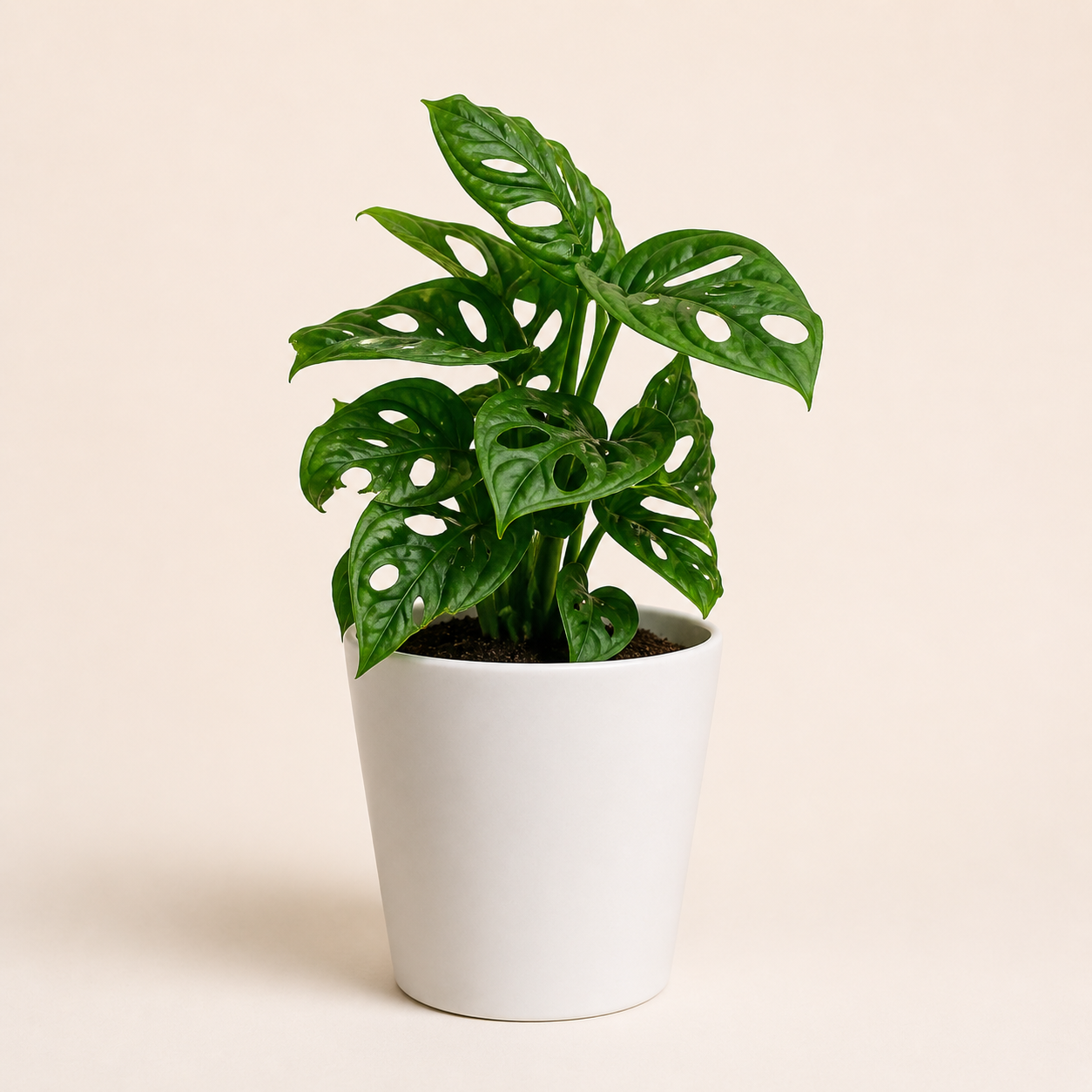 Regalo Día de la Madre - Monstera Adansonii Narrow + Macetero Deco + Despacho RM