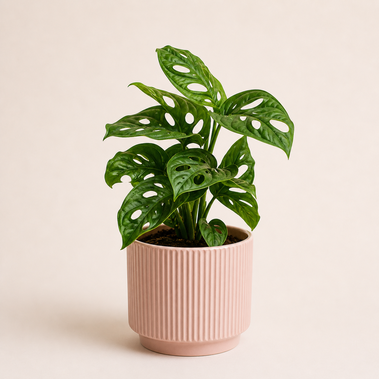 Regalo Día de la Madre - Monstera Adansonii Narrow + Macetero Deco + Despacho RM