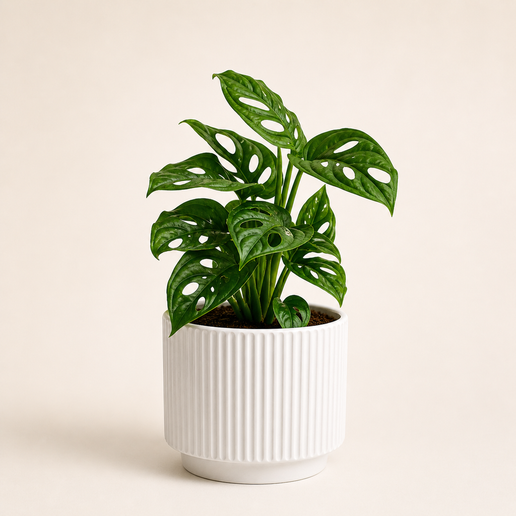 Regalo Día de la Madre - Monstera Adansonii Narrow + Macetero Deco + Despacho RM