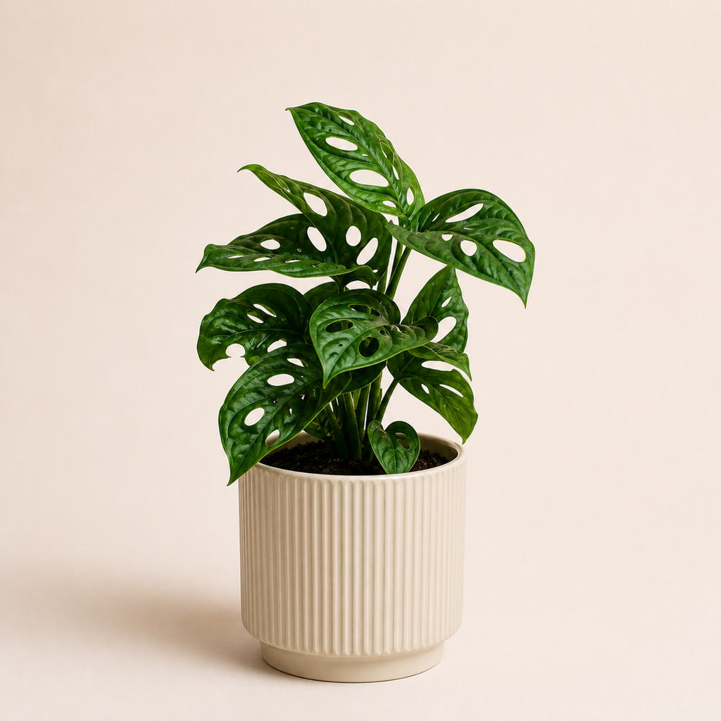 Regalo Día de la Madre - Monstera Adansonii Narrow + Macetero Deco + Despacho RM