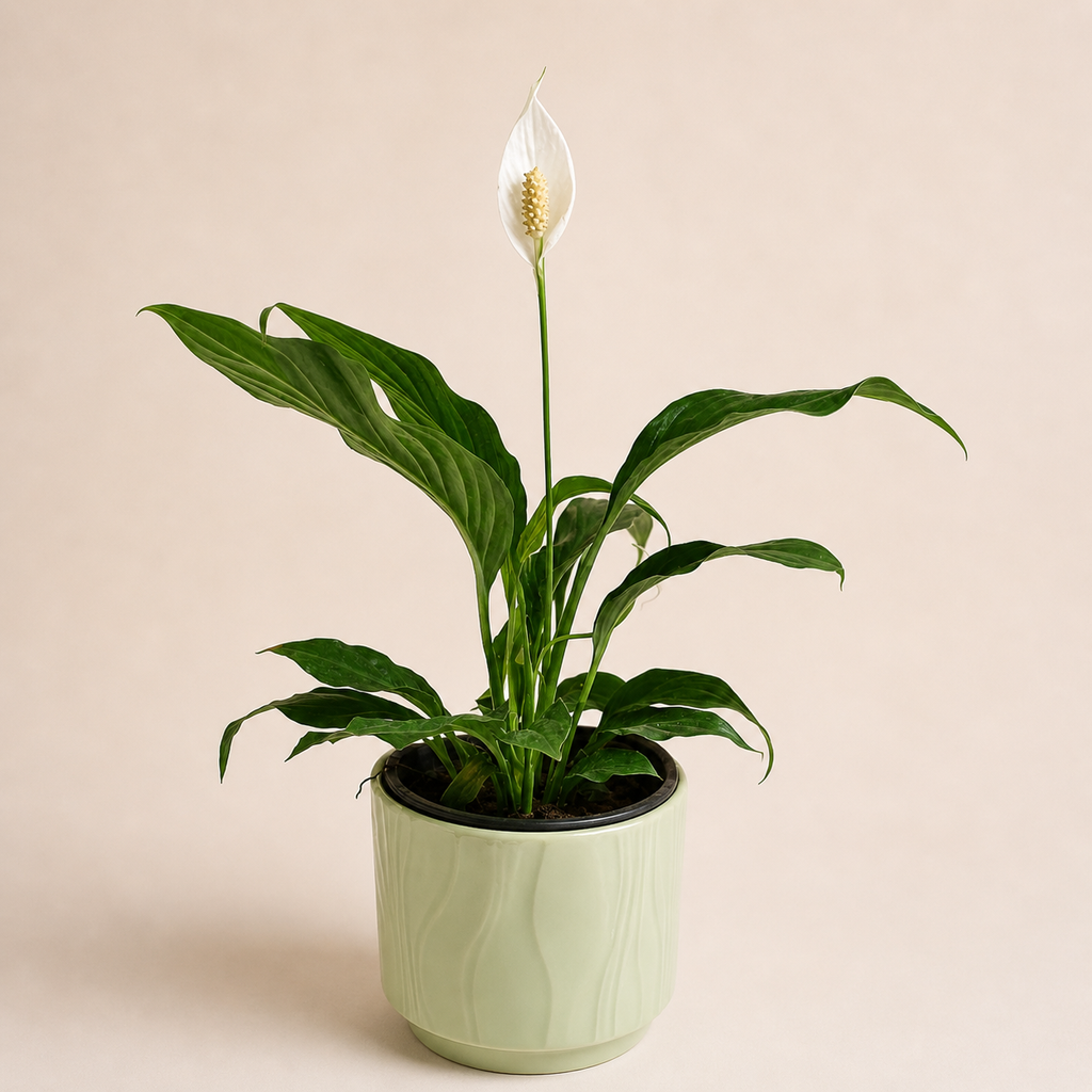 Regalo Día de la Madre - Cuna de Moises + Macetero Deco + Despacho RM
