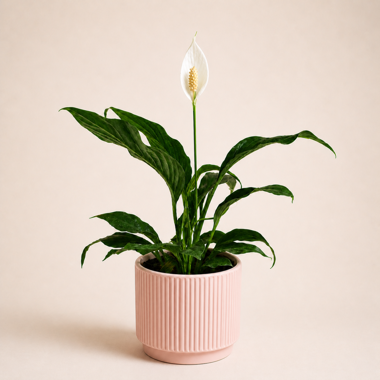 Regalo Día de la Madre - Cuna de Moises + Macetero Deco + Despacho RM