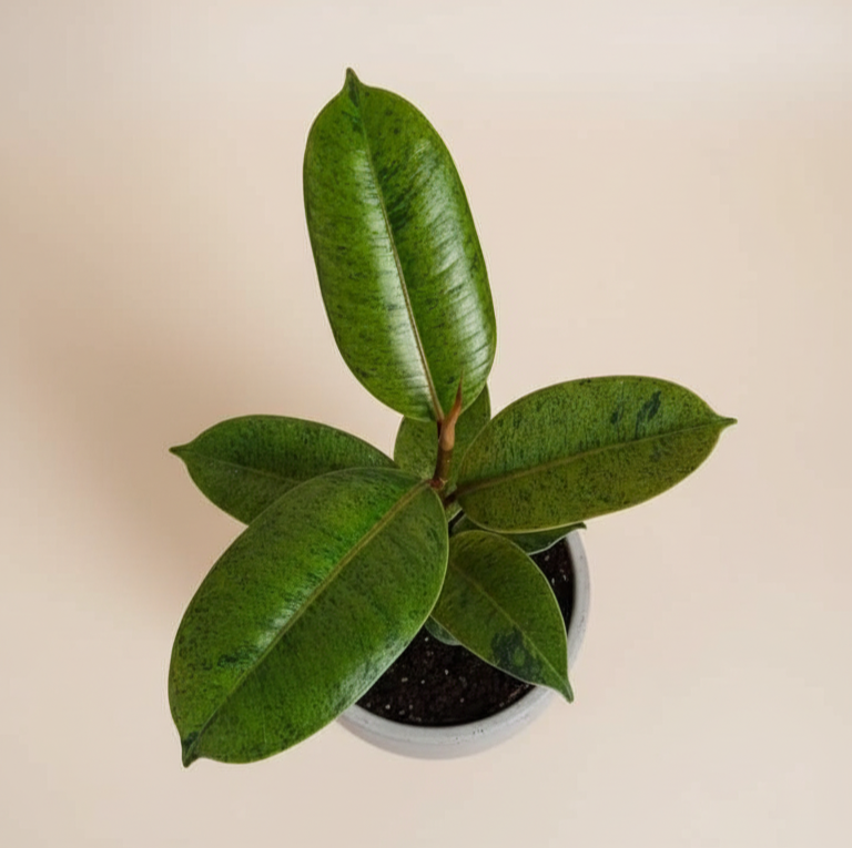 Ficus Shivereana - Planta ideal para espacios luminosos y decoración interior