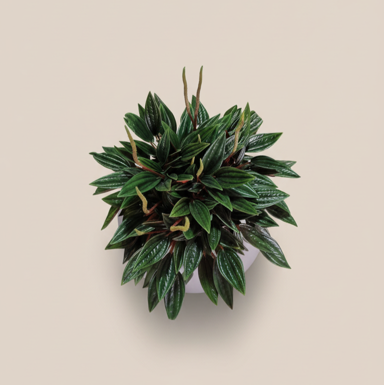 Peperomia Rosso - Planta ideal para espacios pequeños y fácil de cuidar