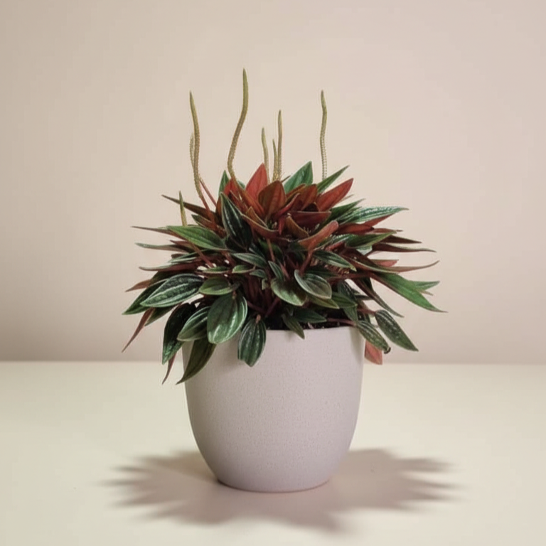 Peperomia Rosso - Planta ideal para espacios pequeños y fácil de cuidar