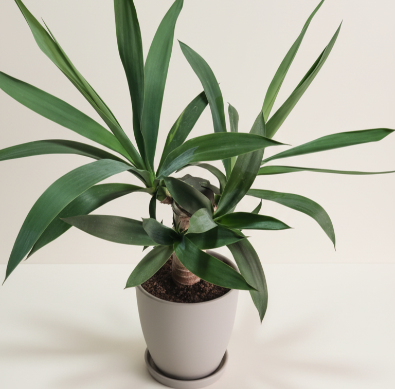 Yuca - Planta ideal para espacios luminosos y de bajo mantenimiento