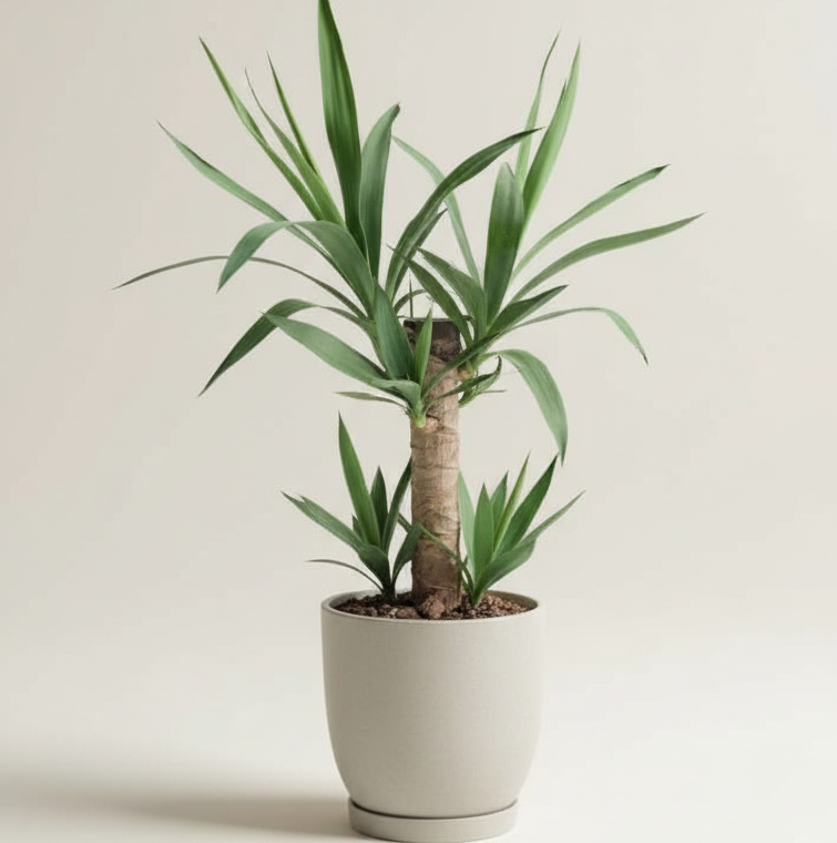 Yuca - Planta ideal para espacios luminosos y de bajo mantenimiento