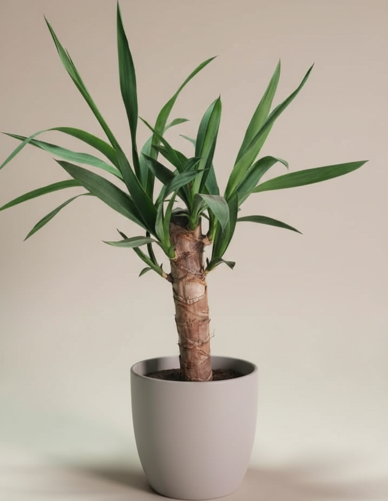 Yuca - Planta ideal para espacios luminosos y de bajo mantenimiento