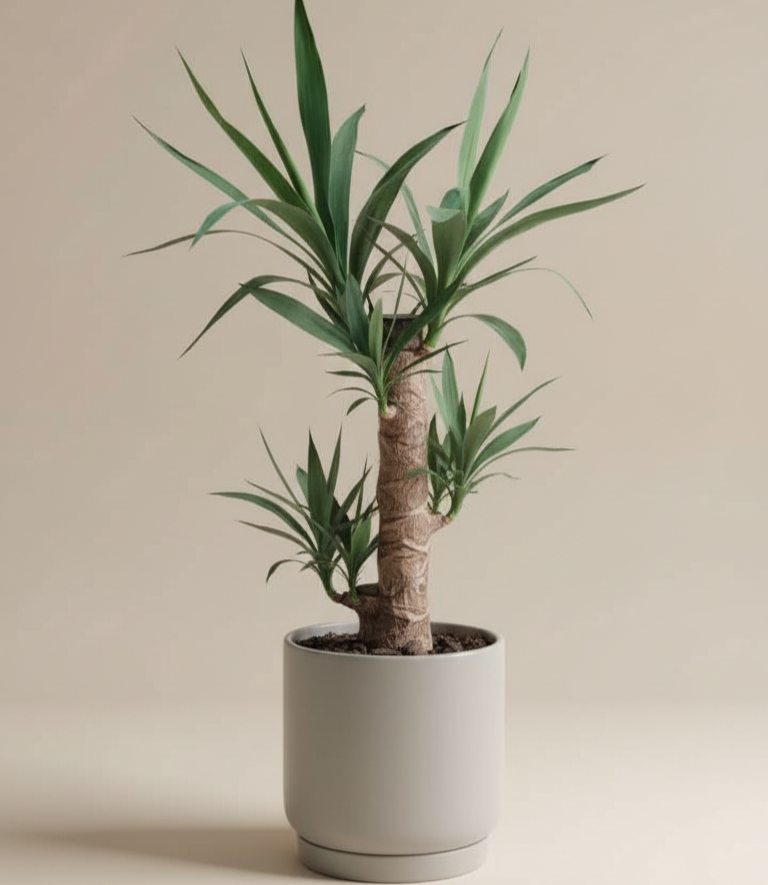 Yuca - Planta ideal para espacios luminosos y de bajo mantenimiento