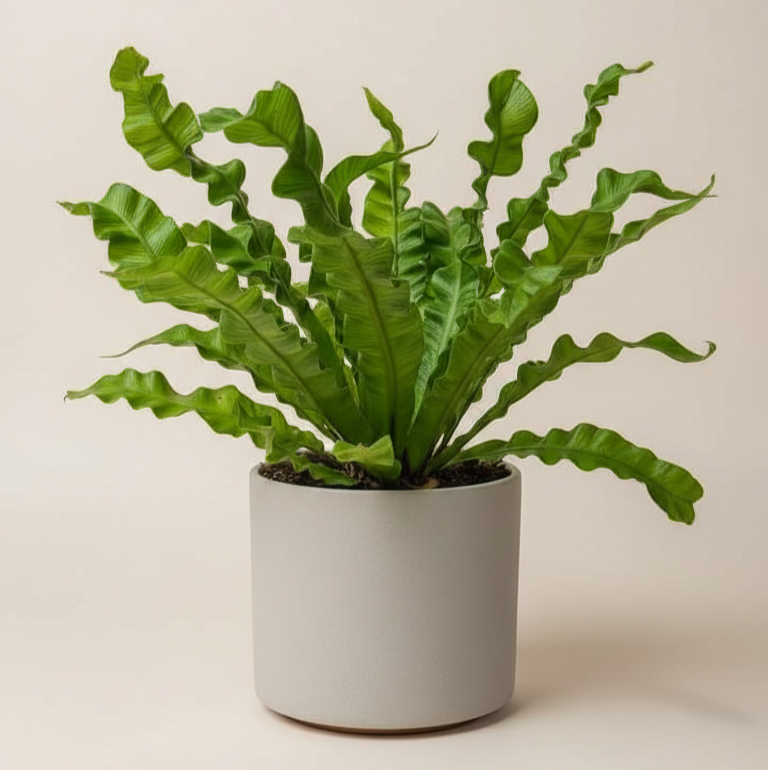 Helecho Crispy Wave - Planta pet friendly para espacios interiores
