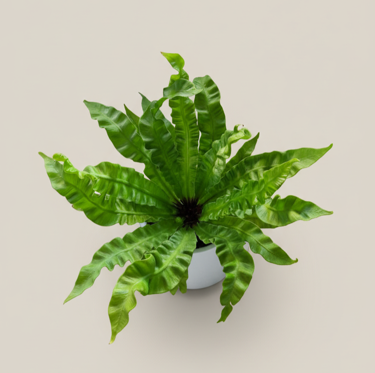 Helecho Crispy Wave - Planta pet friendly para espacios interiores