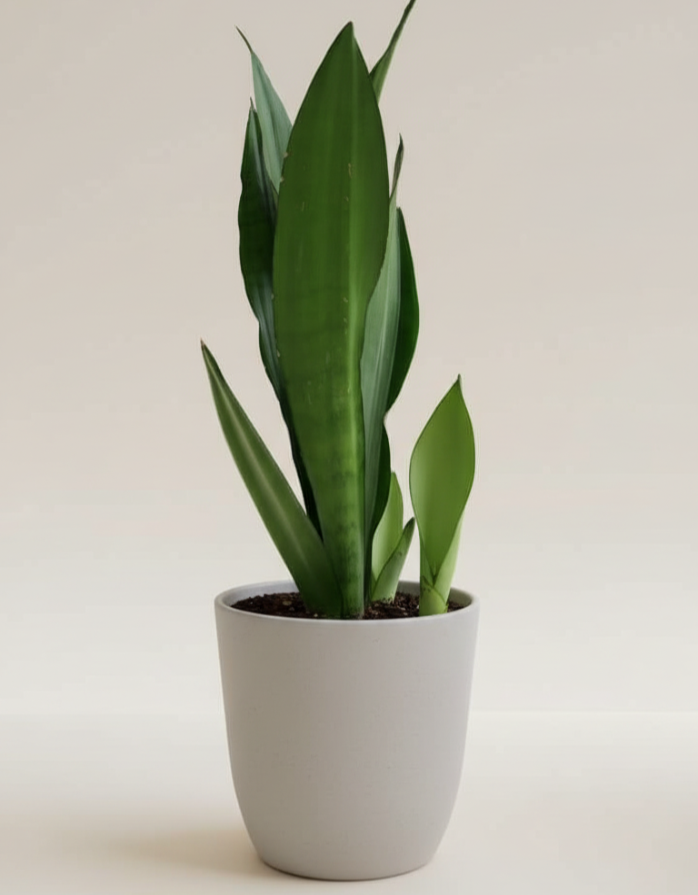 Sansevieria Moonshine - Planta resistente para poca luz y fácil de cuidar