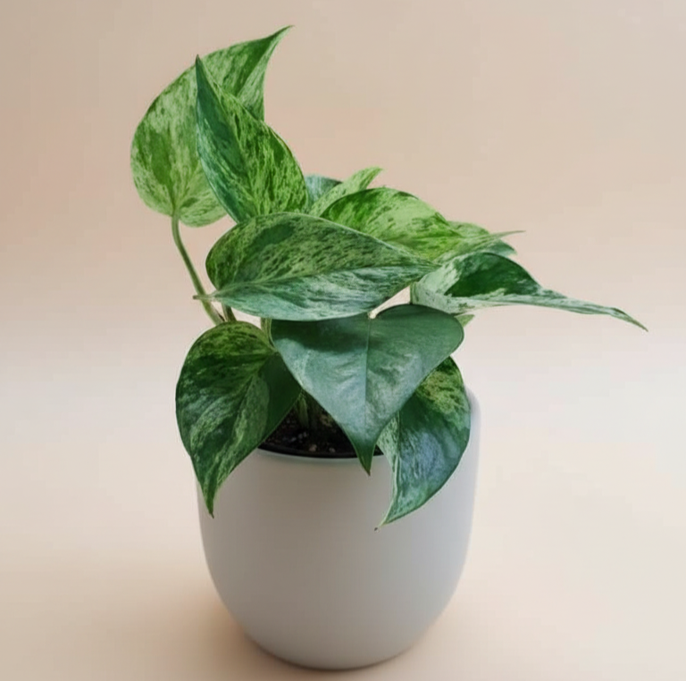 Pothos Marble Queen - Planta variegada para espacios luminosos