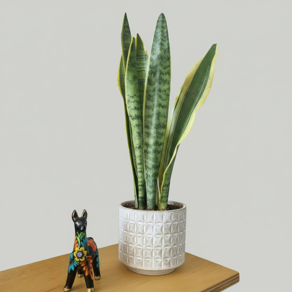 Sansevieria Trifasciata - Planta resistente, bajo riego y purificadora de interior