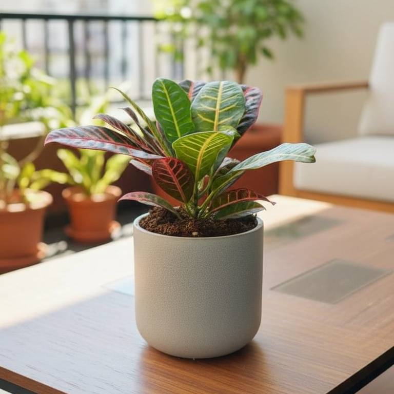 Croton Petra