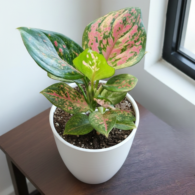 Aglaonema Pink - Planta de interior rosada y fácil de cuidar