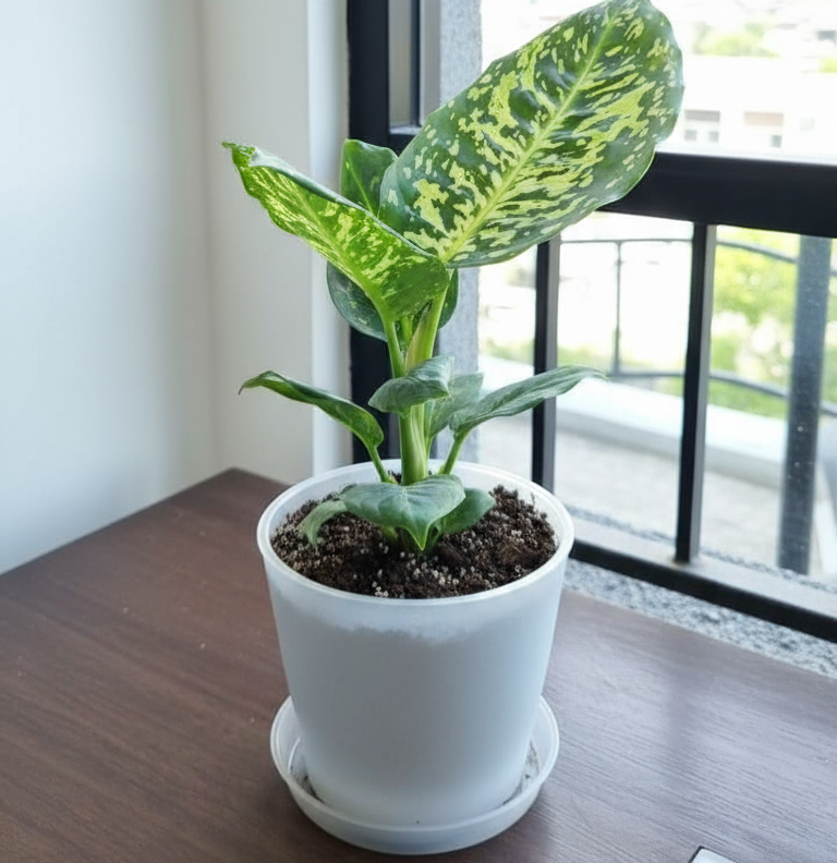 Dieffenbachia Reflector - Planta de interior tropical y resistente