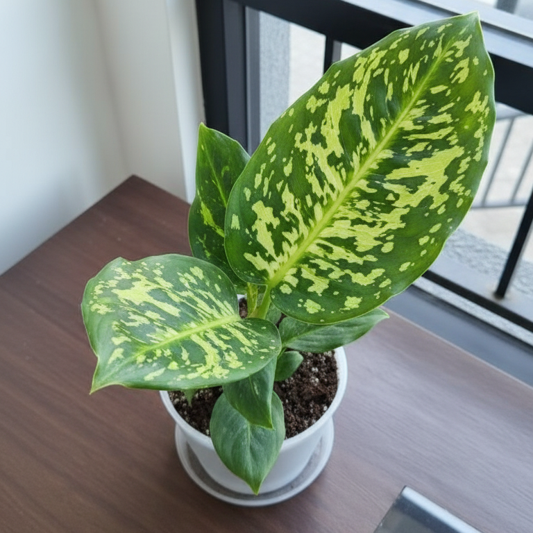 Dieffenbachia Reflector - Planta de interior tropical y resistente