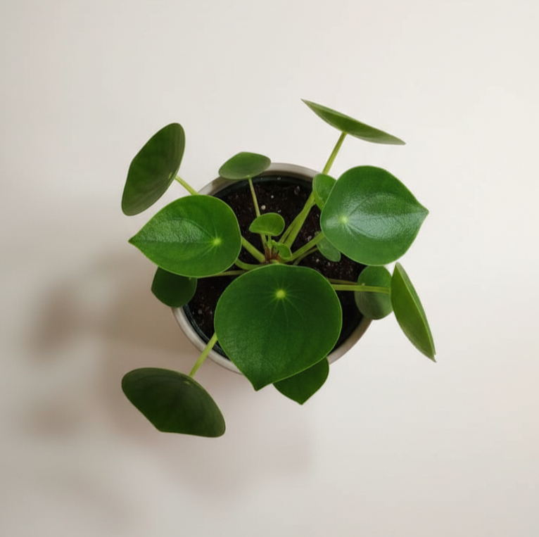 Cucharita: Planta de Interior Compacta y Fácil de Cuidar