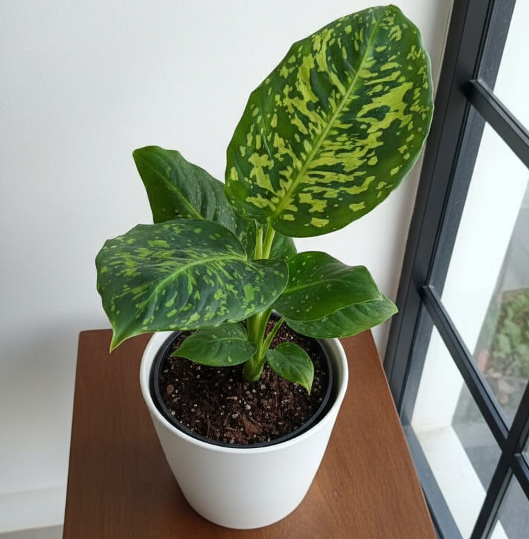 Dieffenbachia Reflector - Planta de interior tropical y resistente