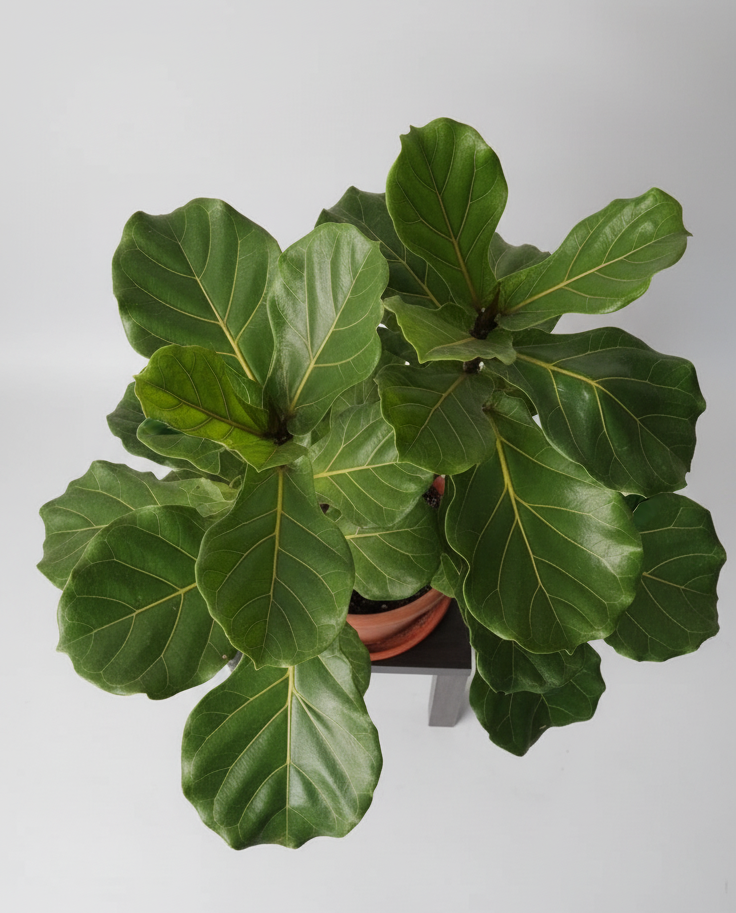 Ficus Lyrata