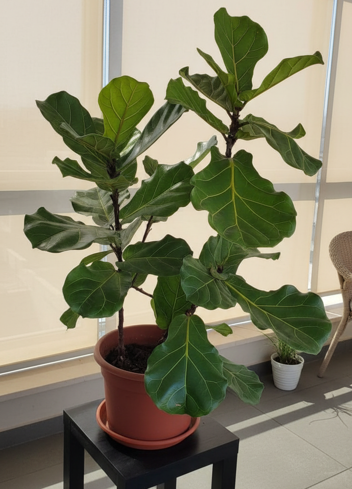 Ficus Lyrata