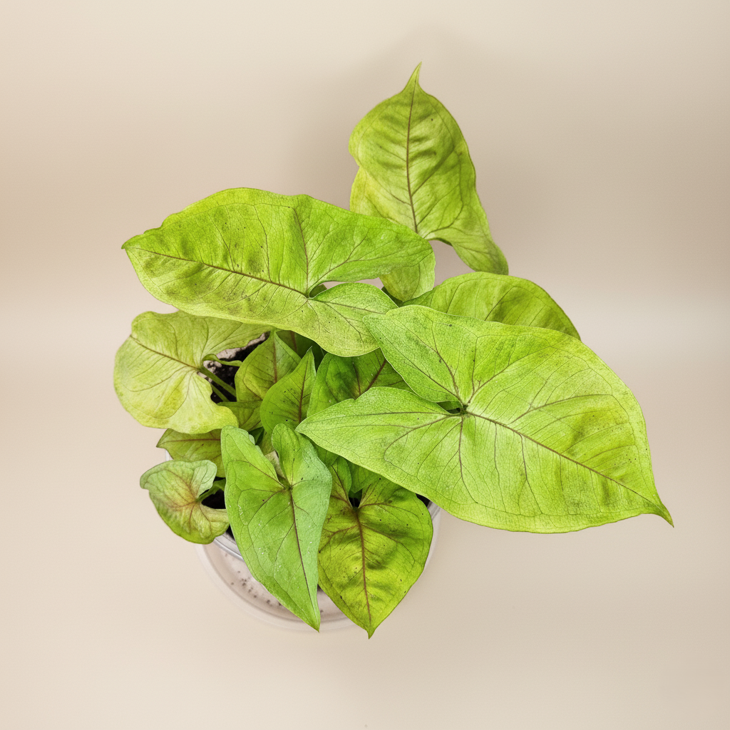 Singonio Golden Alussion