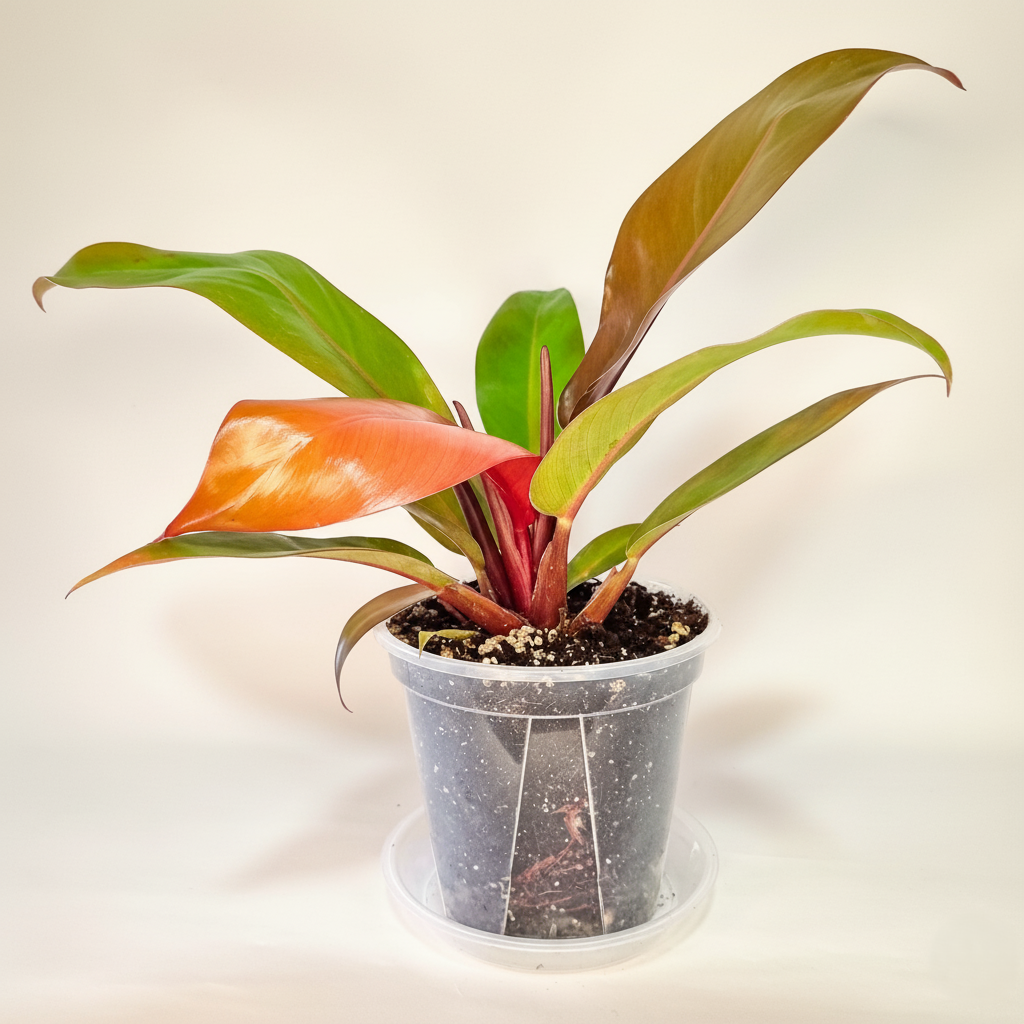 Philodendro Prince of Orange