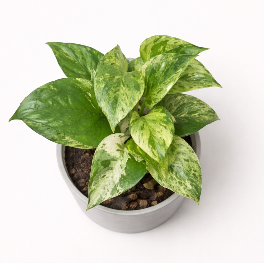 Pothos Marble Queen - Planta variegada para espacios luminosos
