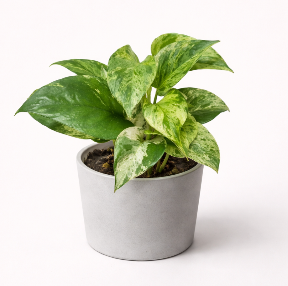 Pothos Marble Queen - Planta variegada para espacios luminosos